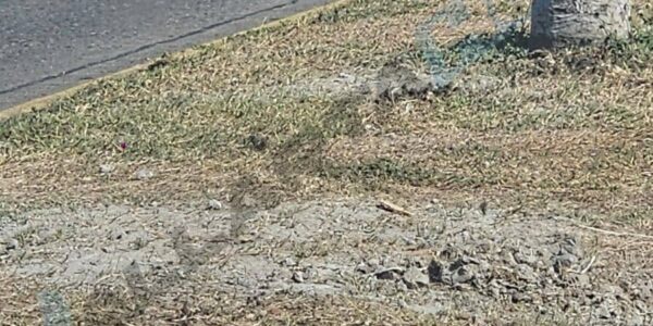 Retiran estructuras publicitarias ilegales de bulevar de Puerto Vallarta