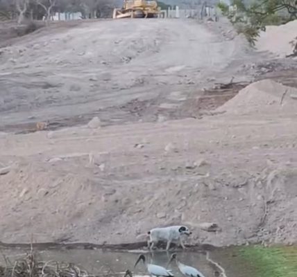 Vecinos denuncian el relleno de una laguna con fauna silvestre Vecinos denuncian el relleno de una laguna con fauna silvestre