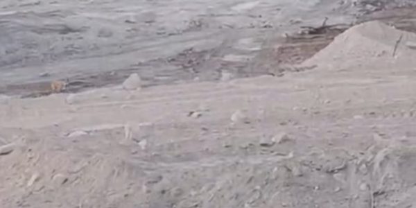 Vecinos denuncian el relleno de una laguna con fauna silvestre Vecinos denuncian el relleno de una laguna con fauna silvestre